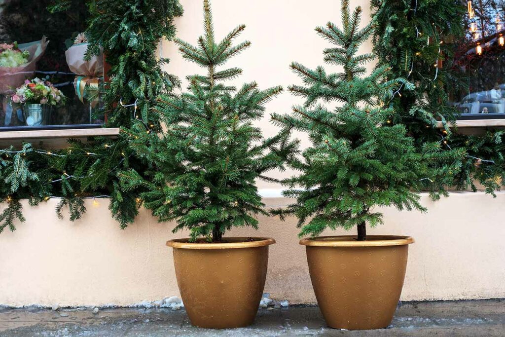 où installer son sapin en pot dans la maison