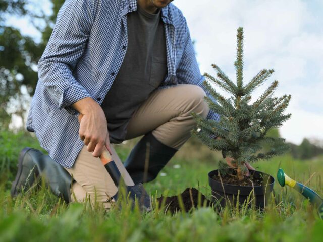 Planter son sapin de Noël dans le jardin : bonne ou mauvaise idée ?