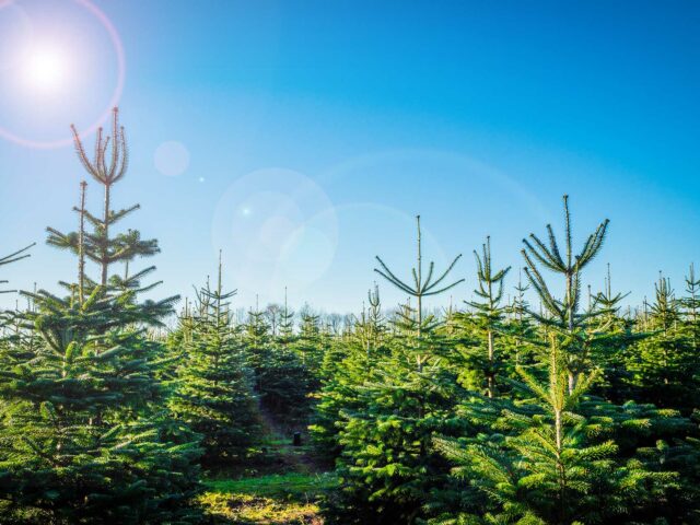 Comment les sapins de Noël Vert passent l’été : chaleur, culture et qualité