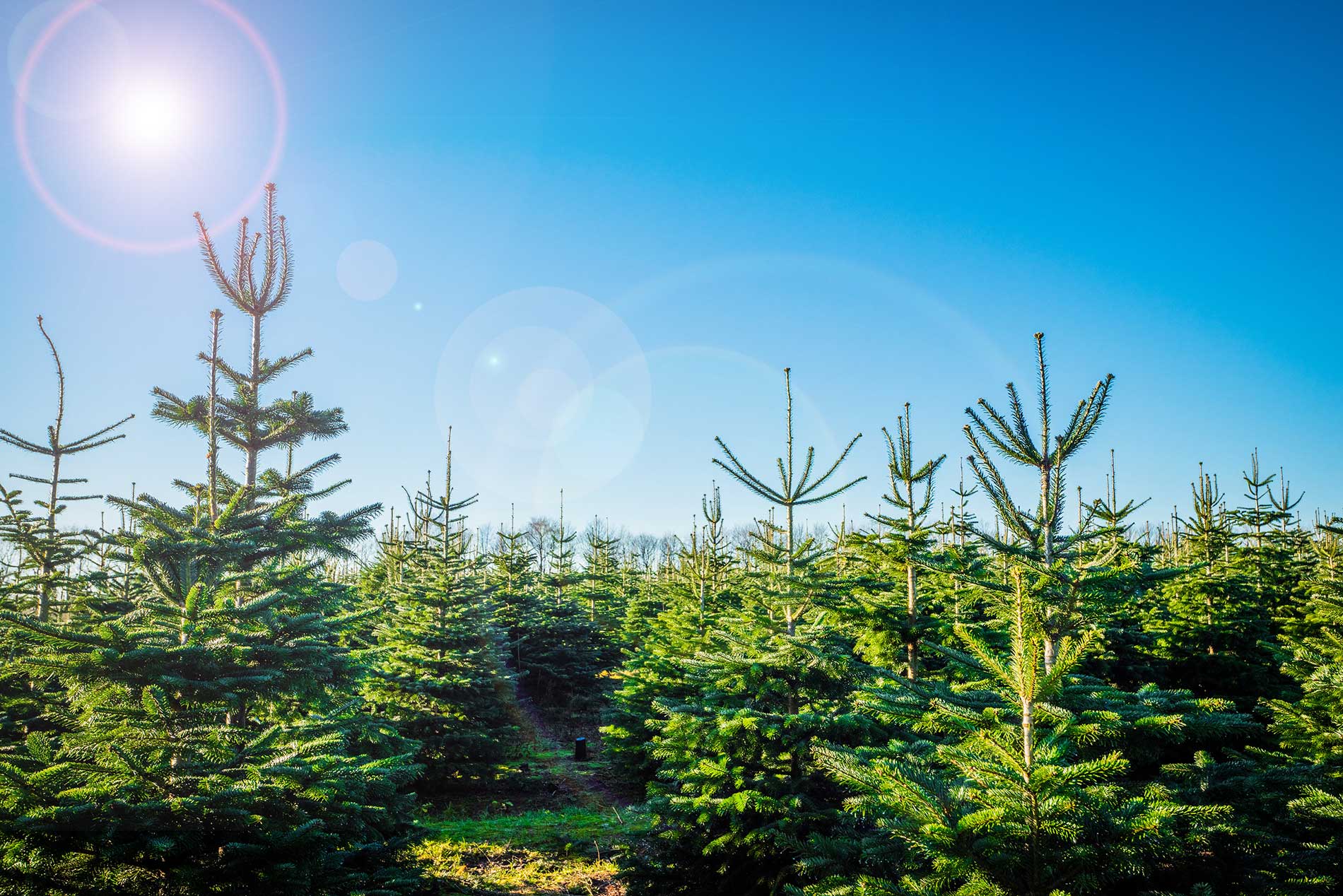 culture de sapins de noel et canicule
