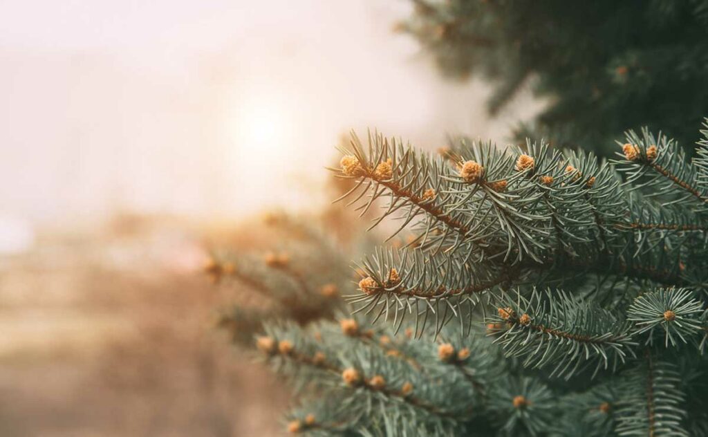 sécheresse et sapin de noel