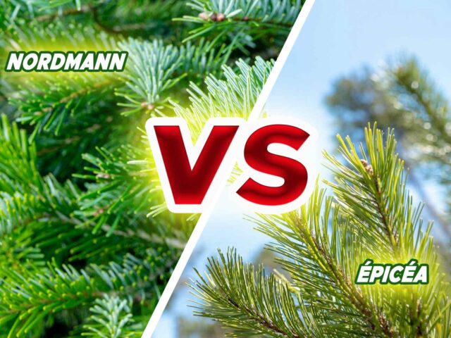 Nordmann ou Épicéa ? Le comparatif complet pour choisir votre sapin de Noël