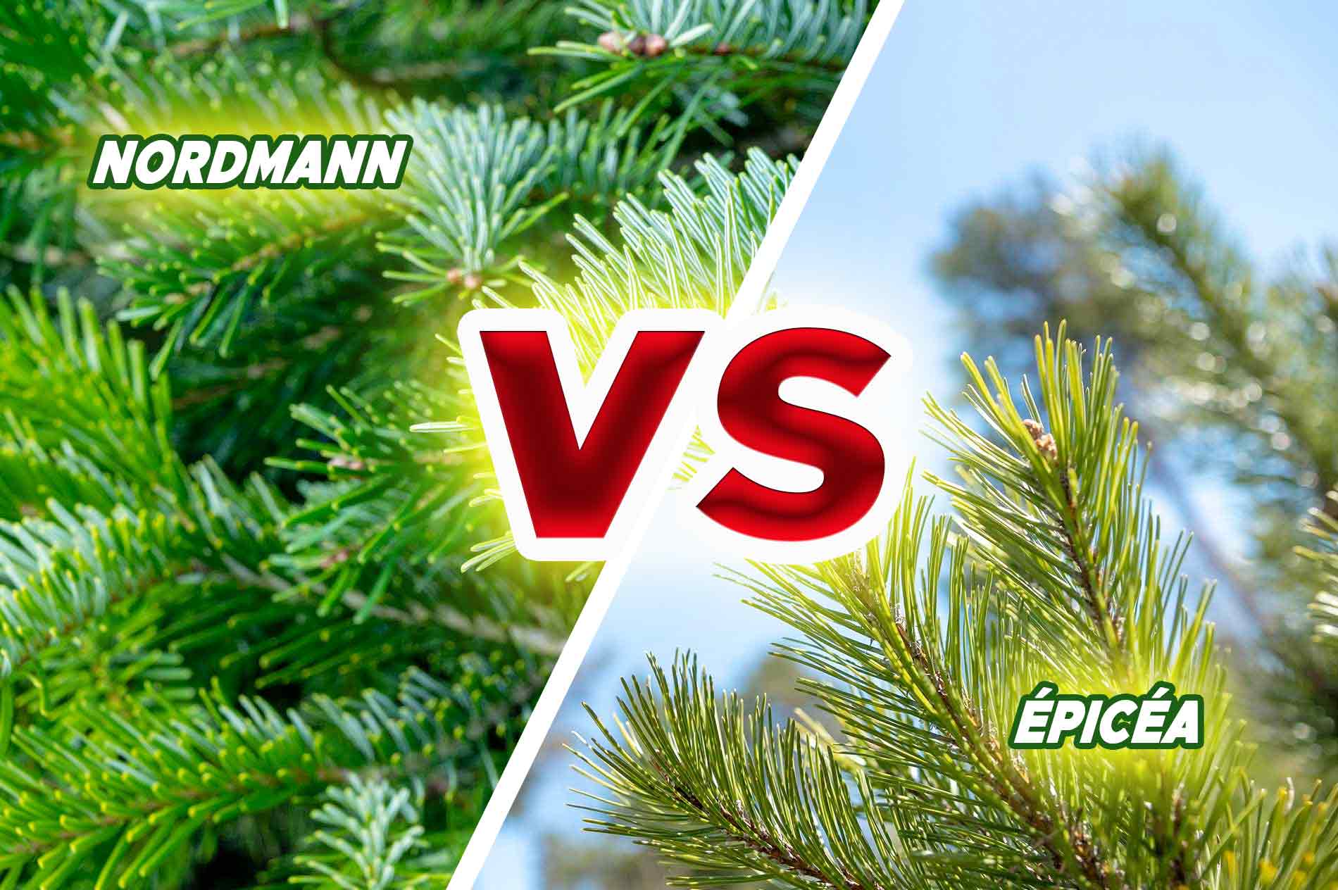 Comparatif sapin Nordmann vs Épicéa