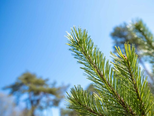 Sapin Épicéa : l’authenticité et le parfum des Noëls traditionnels
