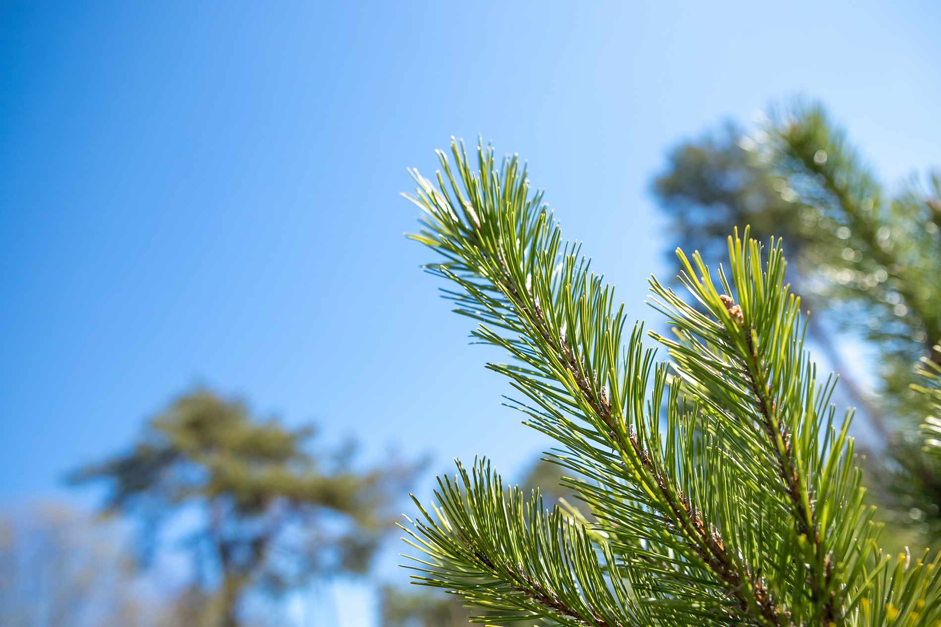 sapin epicea origine et entretien