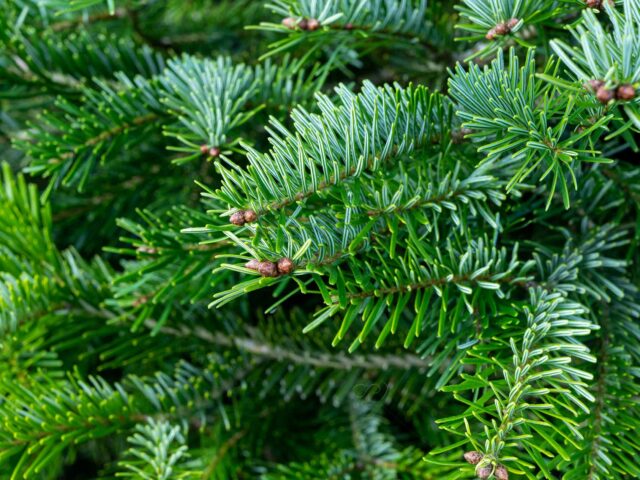 Sapin de Nordmann : origines, entretien et culture durable