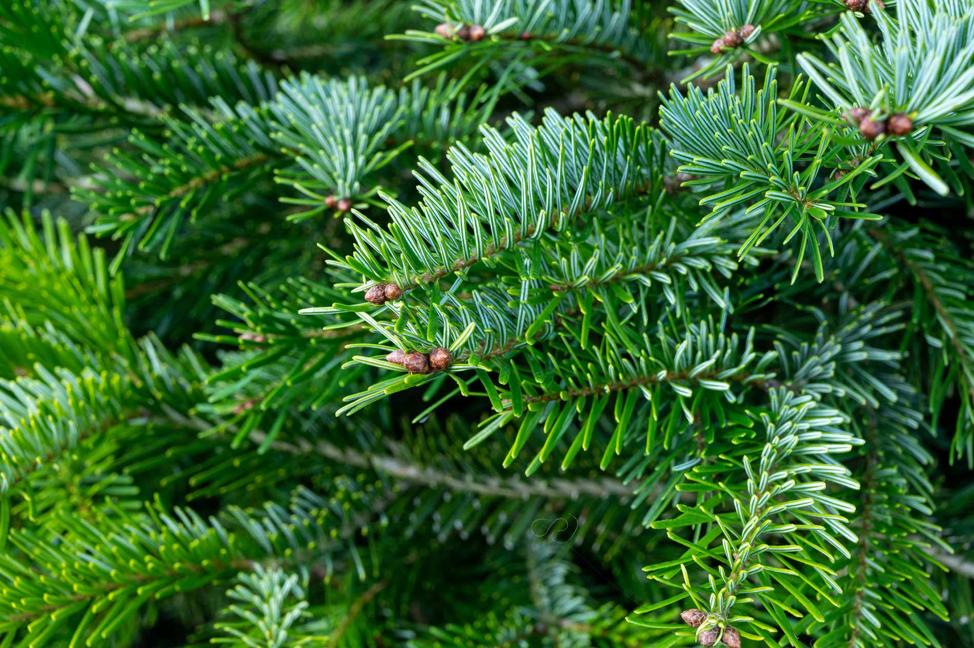 origines et entretien du sapin Nordmann