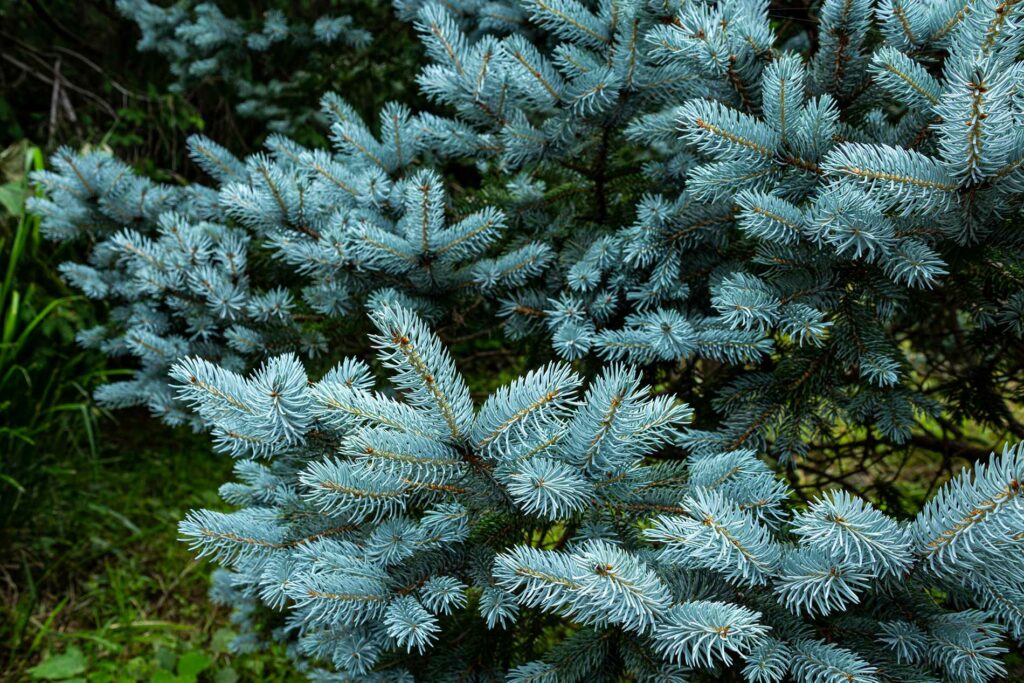 sapin pungens origine et entretien