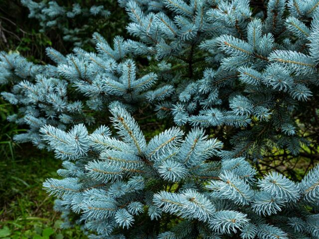 Sapin Pungens : élégance bleutée et conseils pour un Noël unique