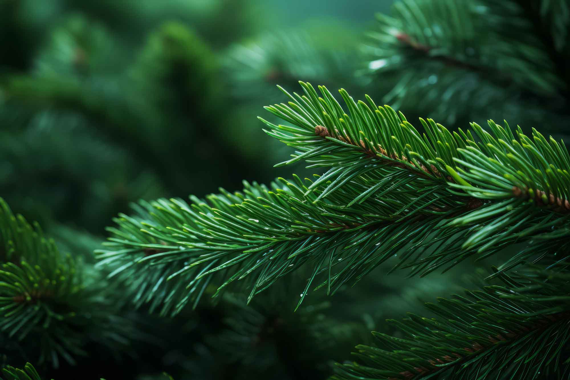 reconnaitre un sapin fraichement coupé