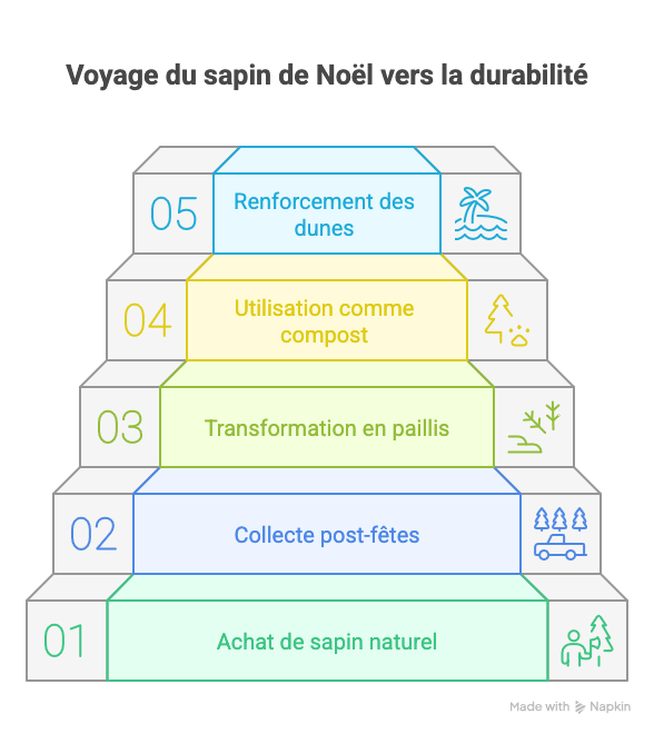 parcours du sapin de noel vers la durabilité