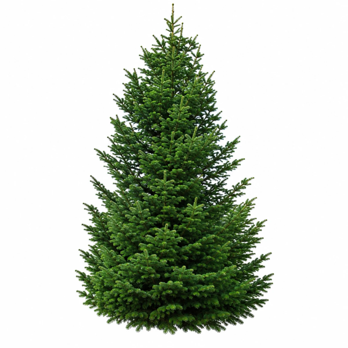 très grand sapin NORDMANN de 7M