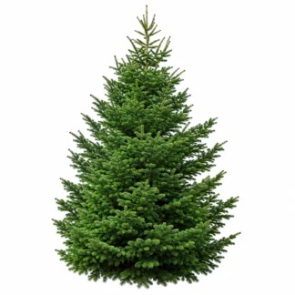très grand sapin NORDMANN de 6M