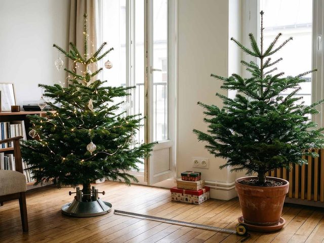 Sapin de Noël coupé ou en pot : lequel acheter selon votre logement ?