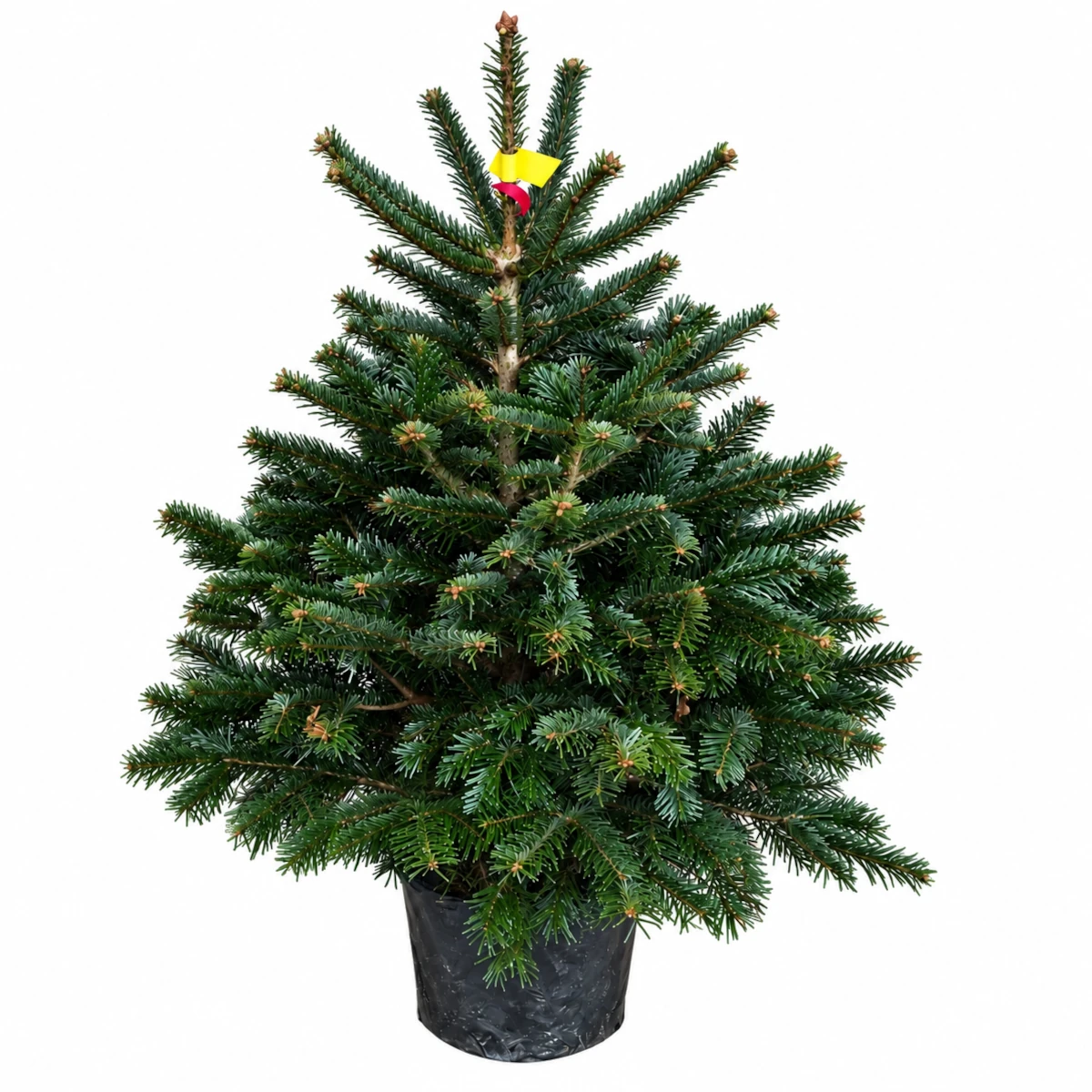 Nordmann pot 100-125 cm