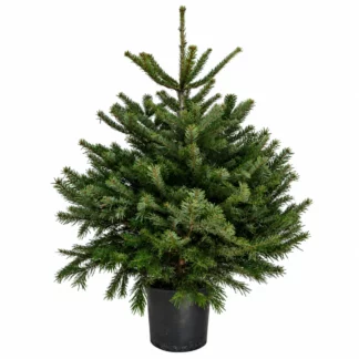 Nordmann pot 125-150 cm