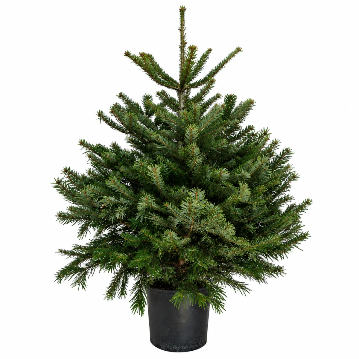 Nordmann pot 175-200 cm