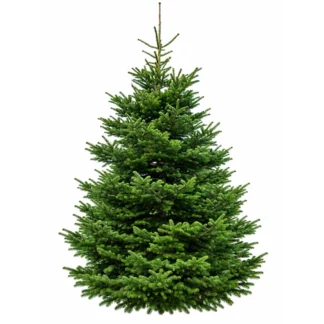 grand sapin NORDMANN 5M