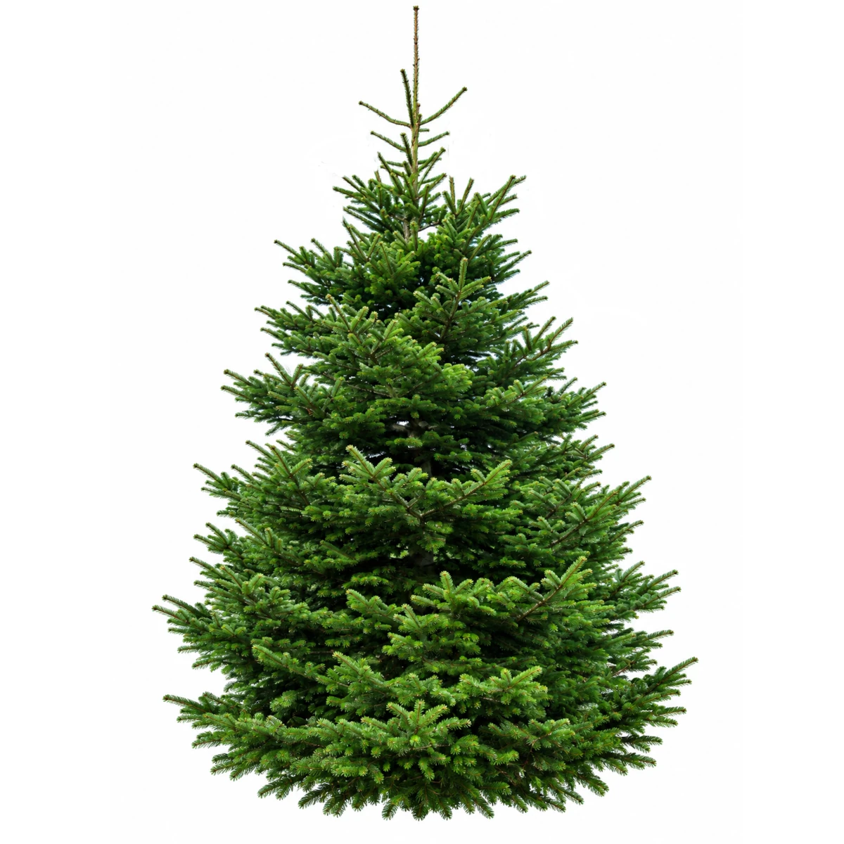 grand sapin NORDMANN 5M