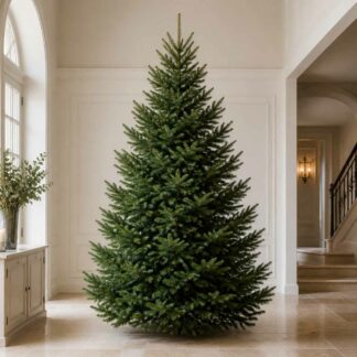 Sapins 2m50 à 3m